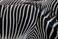 Fur Pattern of GrevyÃ¢â¬â¢s Zebras